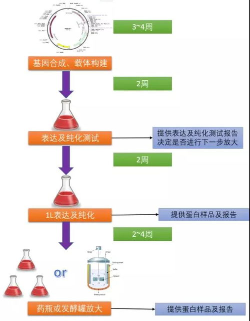 哺乳动物细胞蛋白表达系统 高效精准的技术服务分享
